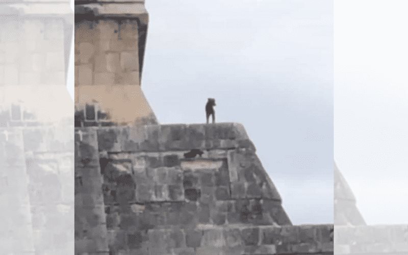 Perrito contempla el paisaje desde la cima de Chichen Itzá