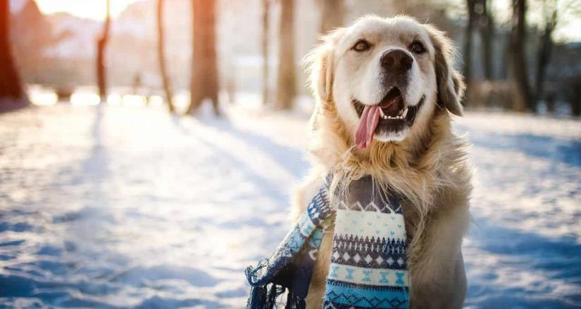 5 destinos para conocer con tu mascota este invierno