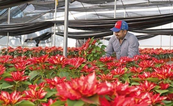 La Nochebuena adornó los jardines de Nezahualcóyotl y Moctezuma