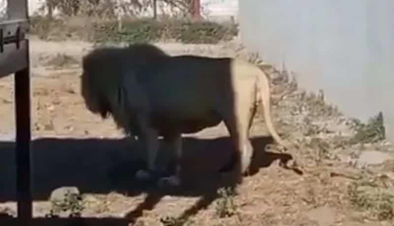 Acusan de negligencia al Tuzoofari tras canibalismo entre leones