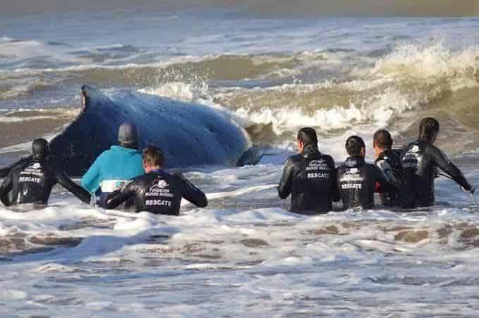 Rescatan a una ballena en Oaxaca
