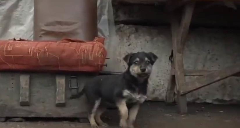 Rambo, el cachorro adoptado que cuida a los soldados ucranianos