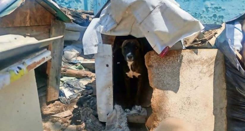 Perritos rescatados de tacos en Tultitlán buscan hogar