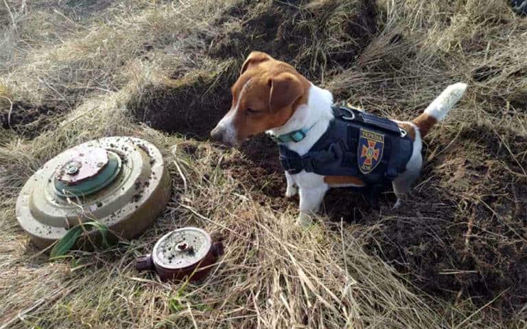 Patron, perro condecorado por Ucrania por detectar explosivos