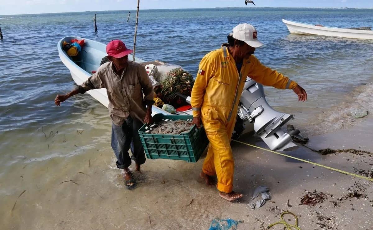 Recupera México la certificación del camarón mexicano 2022 para su exportación a Estados Unidos: Alejandro Ruiz Uribe 