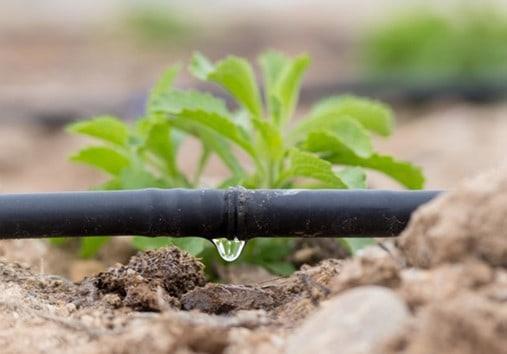 Ahorrar agua en el campo es posible con el Internet de las plantas