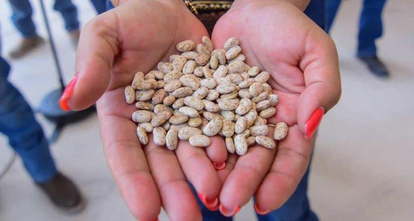 Presenta Sader Jalisco proyecto estratégico para el tratamiento de semilla de frijol en Ojuelos