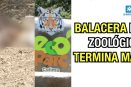 Balacera en zoológico termina mal