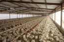 Inauguran en México el primer y único taller para avicultores