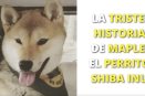 La triste historia de Maple el perrito Shiba Inu