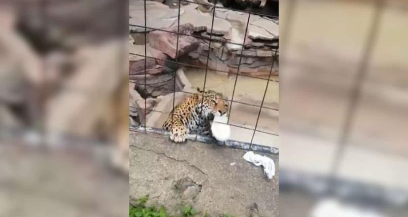 Jaguar ataca a joven de 14 años de edad en el Zoológico de León