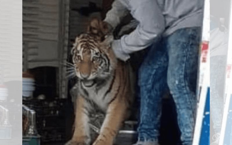 Tigre es sacado de una taquería en Hidalgo