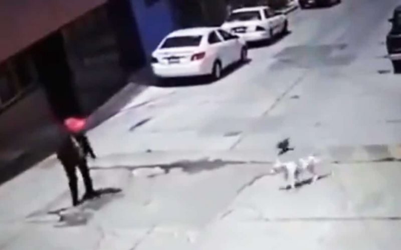 Señora de la tercera edad es atacada por un pitbull y el dueño no se responsabiliza