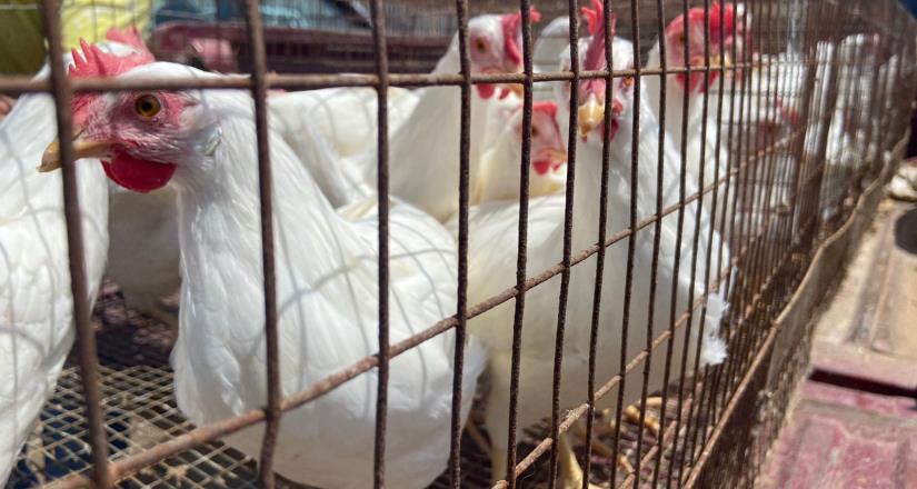 Entrega Secretaría del Campo gallinas para autoconsumo y comercialización de huevo
