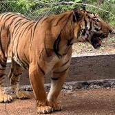 Reubican en Culiacán, tigre de bengala baleado en Michoacán