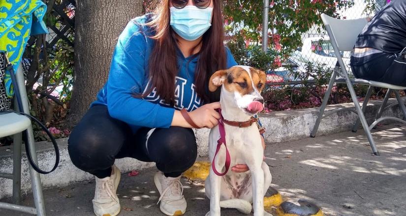 Se mantiene activa la campaña de esterilización canina y felina en Ensenada