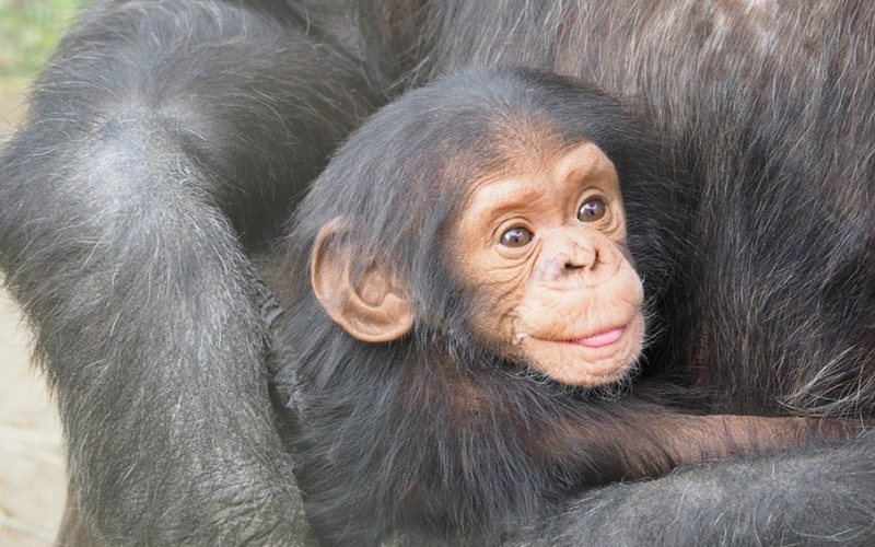 Secuestran bebés chimpancés en República del Congo