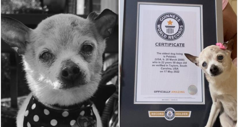 Fallece a los 22 años Pebbles, la perra más longeva del mundo