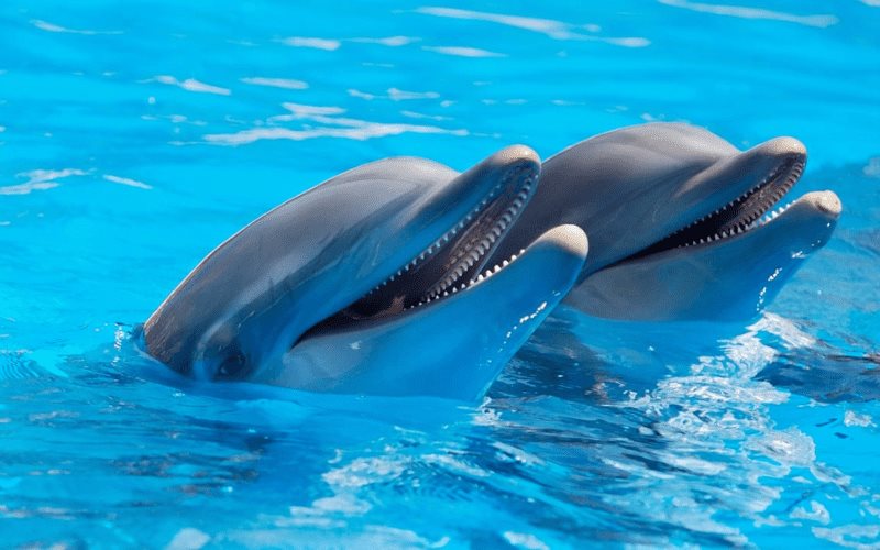 Iniciativa aprobada en fast track por diputados pone en peligro a los delfines bajo cuidado humano