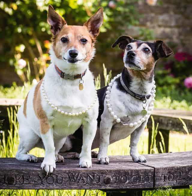 Bluebell y Beth, las nuevas mascotas reales que vivirán en Buckingham