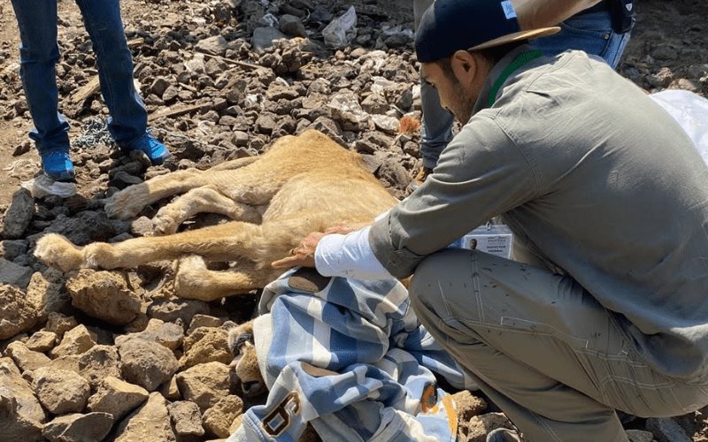 Profepa atiende león encontrado durante un cateo en Chalco