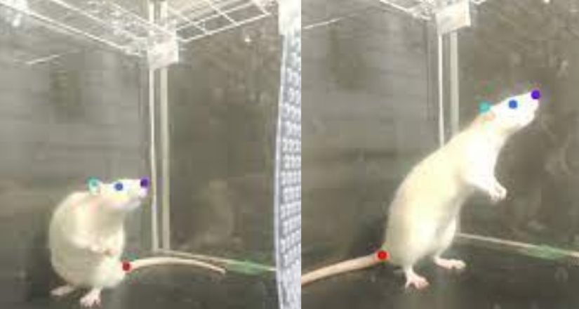 Un estudio demostró que las ratas también se mueven al ritmo de la música