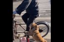 Perrito tamalero y patinador, vende tamales junto a su dueño