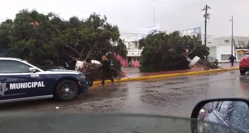 Reportan caída de árboles y una barda en el bulevar Díaz Ordaz