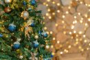 Recibirán Puntos Verdes pinos navideños los días 21 y 28 de enero