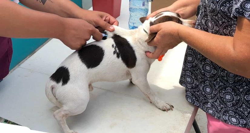 Continúa vacunación antirrábica canina y felina gratuita en la jurisdicción de servicios Ensenada