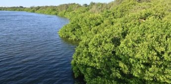 Investigadores mexicanos estudian propuestas para la protección de manglares y pastos marino