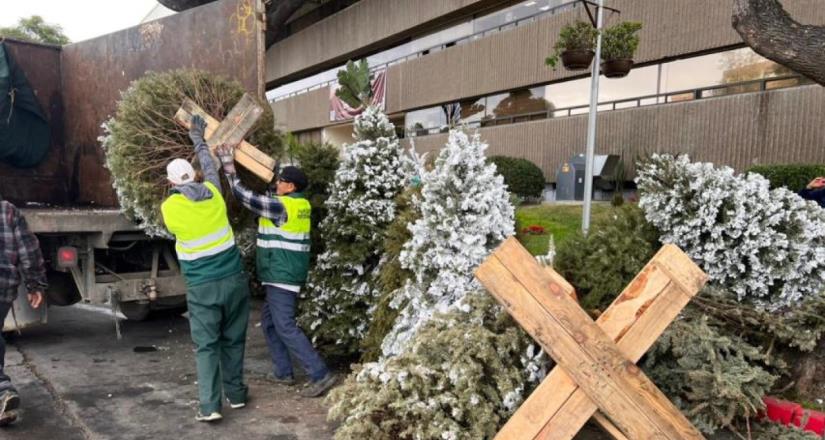 Continúa campaña de acopio de árboles navideños en la ciudad