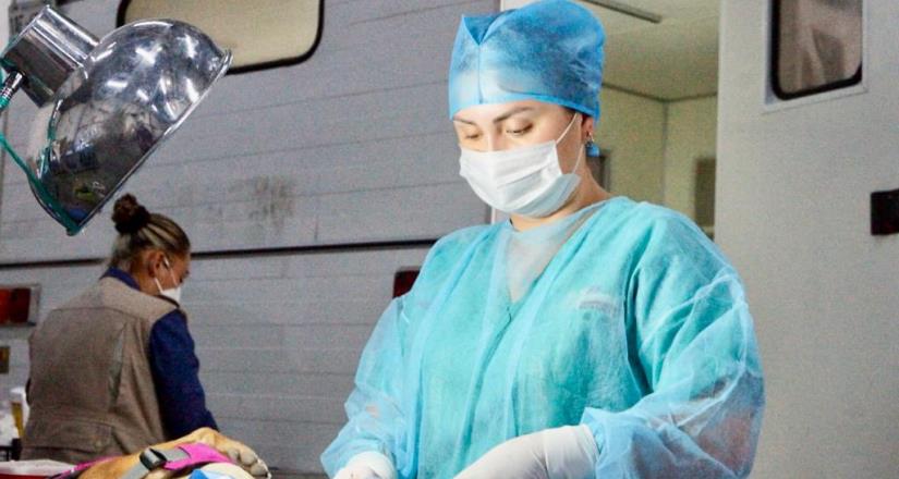 Ofrece BC esterilizaciones gratuitas a favor de la población canina y felina: Secretaría de Salud