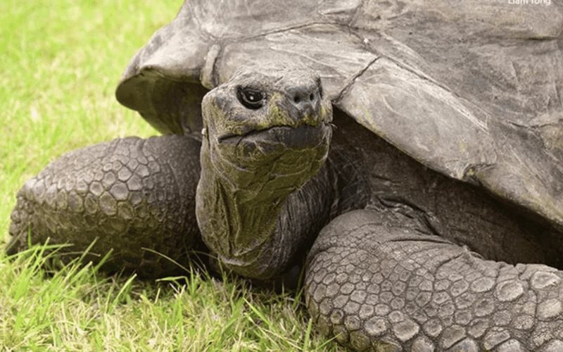 Jonathan, la tortuga homosexual más longeva del mundo