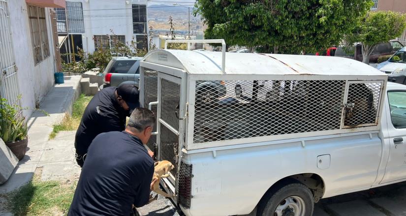Resguarda Ayuntamiento de Tijuana a 18 canes en estado de desnutrición y hacinamiento
