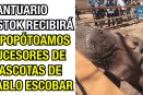 Santuario Ostok recibirá hipopótamos sucesoras de mascotas de Pablo Escobar.