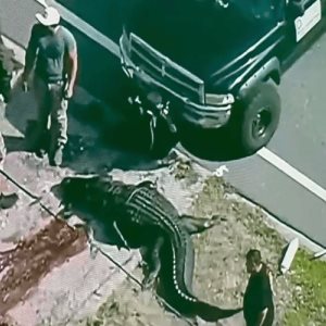 Mujer de 41 años es devorada por un caimán en Florida