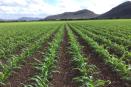 México aportó al mundo del maíz; ahora importa 16 millones de toneladas al año