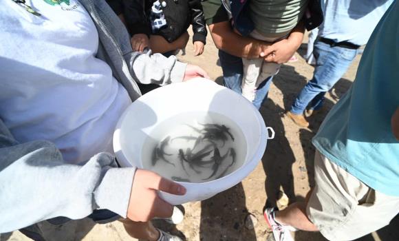 La comunidad cimarrona liberó setenta mil totoabas en el golfo de California