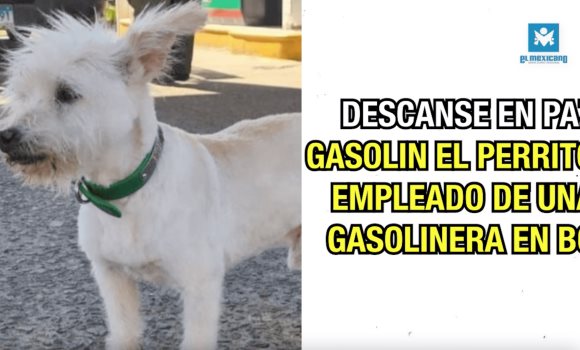 Descanse en paz el Gasolin el perrito empleado de una gasolinera en BC.