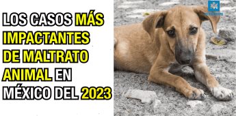 Los casos mas impactantes de maltrato animal en mexico en el 2023.