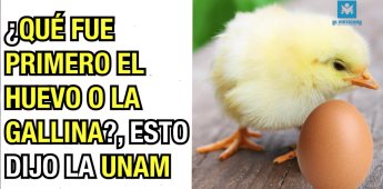 ¿Qué fue primero el huevo o la gallina?, esto dijo la UNAM.