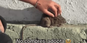 Video de joven acariciando una rata en la calle se viraliza