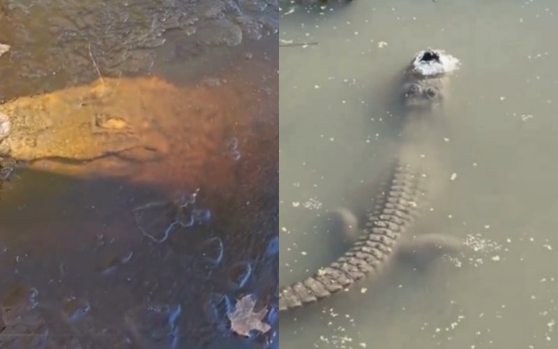 Caimanes sobreviven congelados en un pantano de Texas así como en Carolina del Norte