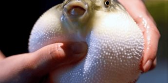 Hombre fallece tras comer un pez globo que su amigo le regaló