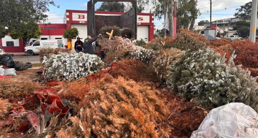 Ayuntamiento de Tijuana concluye campaña de acopio de pinos navideños