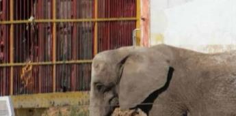 Especialistas del Zoo Guadalajara y de la AZCARM acuden al predio de la carretera a revisar a la Elefanta Annie