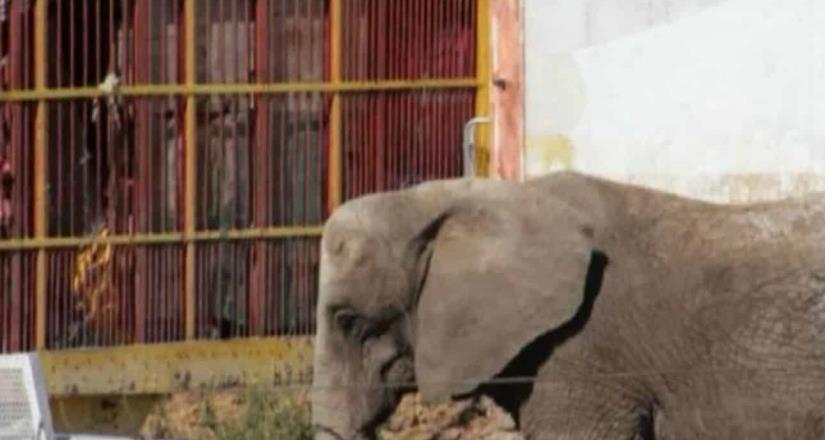 Especialistas del Zoo Guadalajara y de la AZCARM acuden al predio de la carretera a revisar a la Elefanta Annie