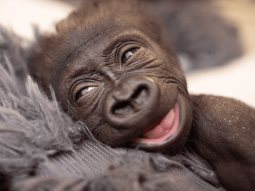Jameela, el primer bebé gorila nacido mediante cesárea