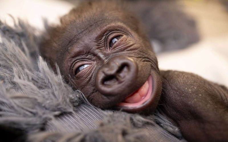 Jameela, el primer bebé gorila nacido mediante cesárea